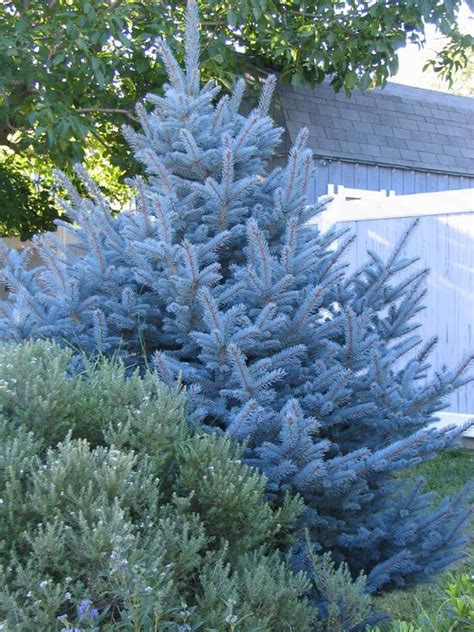 Dwarf Colorado Blue Spruce Landscape Shrubs And Trees Pinterest