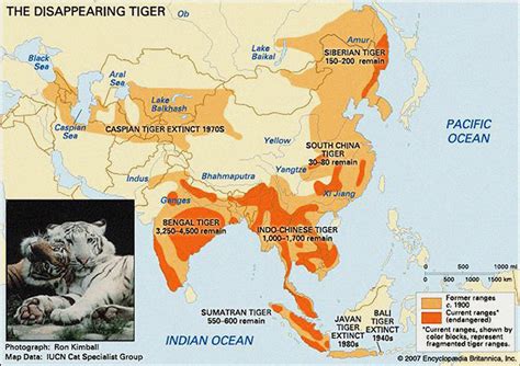 Map Of Tigers‘ Range I Wish I Can Adopt A Couple Of Tigers To Save