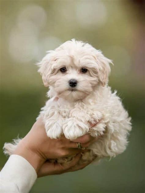 9 Gorgeous Maltese Mixes For Everyone Pupvine