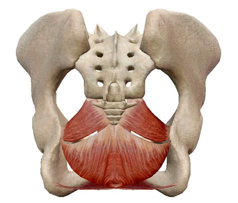 muscle releveur de l anus et migration des crêtes génitales