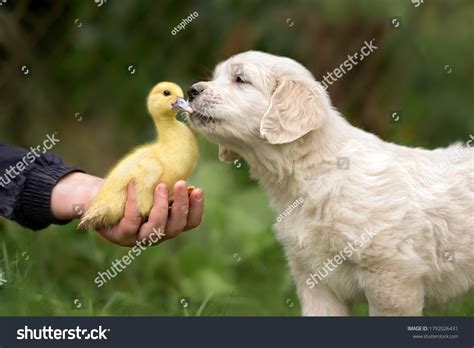 Golden Retriever Puppy Kissing Duckling Outdoors Stock Photo 1792026431