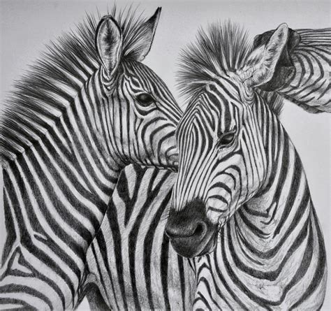 Zebra Drawing Animal Sketches Animal Drawings Pencil Drawings Of