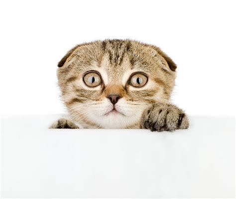 Scared Cat Stock Photos Pictures And Royalty Free Images Istock