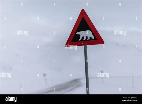 Traffic Sign Warning Polar Bear Road Sign Road Signs Traffic Signs