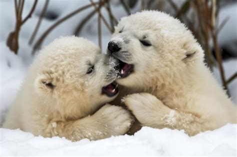 Premium Ai Image Pair Of Polar Bear Cubs Wrestling In The Snow Their