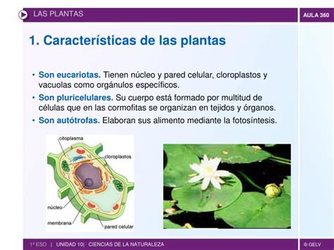 Ppt Las Plantas Powerpoint Presentation Id1926268