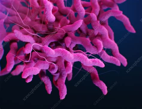 Campylobacter Bacteria Illustration Stock Image F0280193