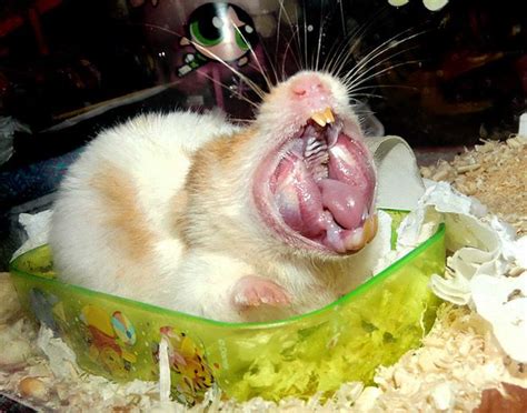 Hamsters Are Scary When They Yawn Neatorama