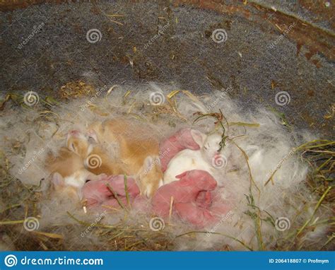 Rabbit Nest Rabbits Bunnies Bunny Rabbit Baby Newborns Newborn