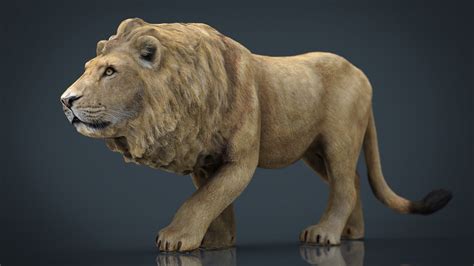 Realistic Lion 3d Model By Sanchiesp