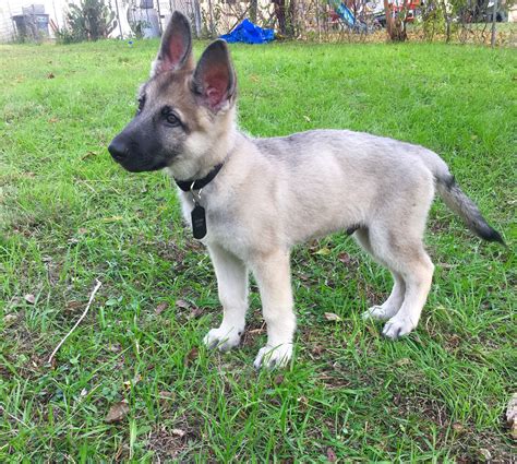 German Shepherd Puppy Silver Sable At 2 Months ️ Gsd Germanshepherd