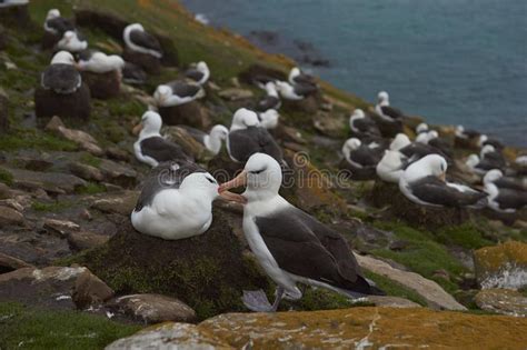 Black Browed Albatross In The Falkland Islands Stock Image Image Of Grass Nest 105742425