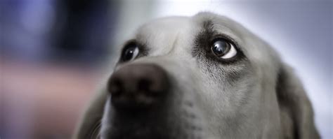 Download Wallpaper 2560x1080 Dog Face Gray Eyes Blurring Dual Wide