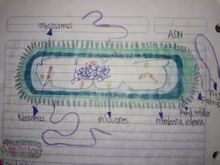 Reino Eubacteria Clasificaci N En Los Seres Vivos