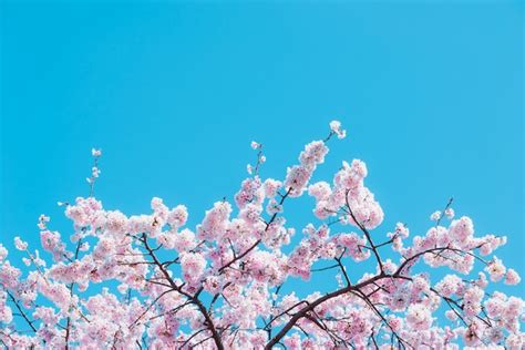 Premium Photo Sakurapink Cherry Blossom In Japan On Spring Season