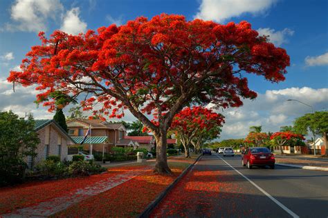 Delonix Regia One Of The Most Beautiful Flowering Trees Forfun