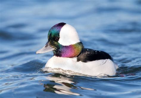 Bufflehead Diving Duck Male Stock Photo Image Of Male Fowl 36228430