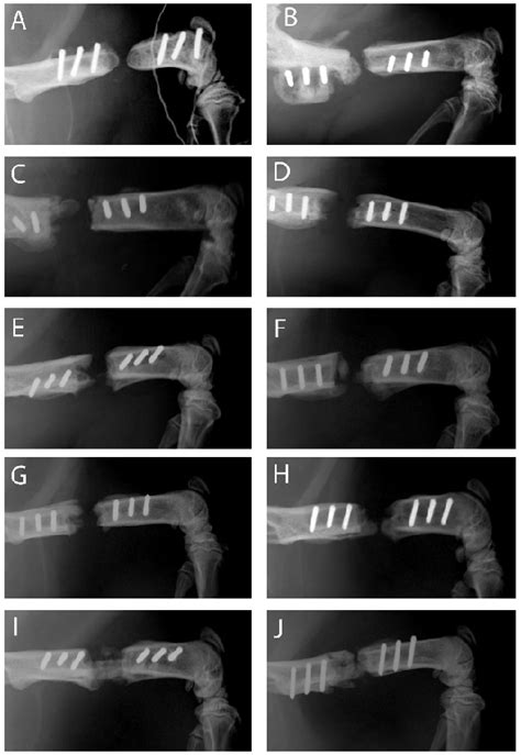 Figure 2 From Biofabrication Of SDF 1 Functionalized 3D Printed Cell