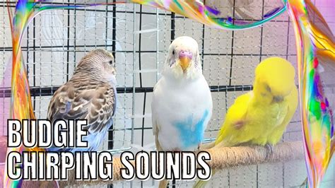Budgie Chirping Sounds Birdsounds Parrot Budgies Parakeet Chirping Sound Pets Sing