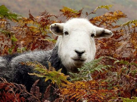 Lake District Pet Birds Goats Photos Animals Art Art Background