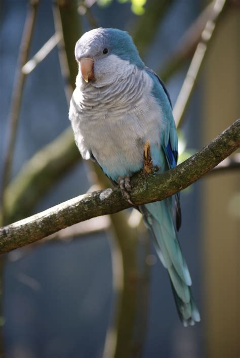 free images branch bird wing wildlife beak blue fauna plumage feathers vertebrate