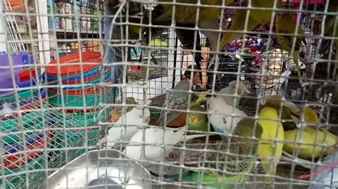 My Shop Mahendra Birds Center Haldwani Youtube