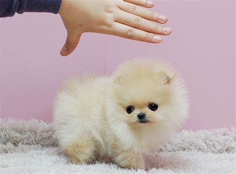 Our puppies are raised in our own home and treated as members of the family. Micro Teacup Pomeranian puppies for sale.