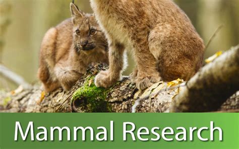 A New Cover Of Mammal Research Journal Mammal Research Institute
