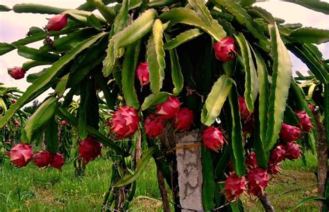 Драконов фрукт или драгон фрут (dragon fruit), он же питайя или питахайя принадлежит к семейству «кактусовые». How to Grow Dragon Fruit: 9 easy and effective steps