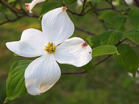 State Flower The Dogwood Is The State Flower Of Virginia Flickr