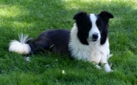 Chien Border Collie Ch Border Sammy Stephanie Gilmore