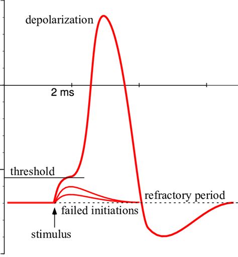 Schematic Overview Of The Action Potential I E The Nerve Impulse