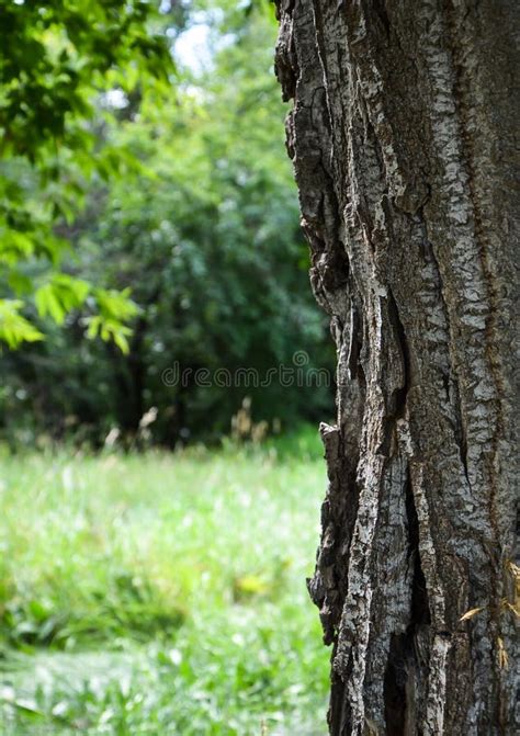 Tree Bark In The Forest Stock Image Image Of Summer 66646261