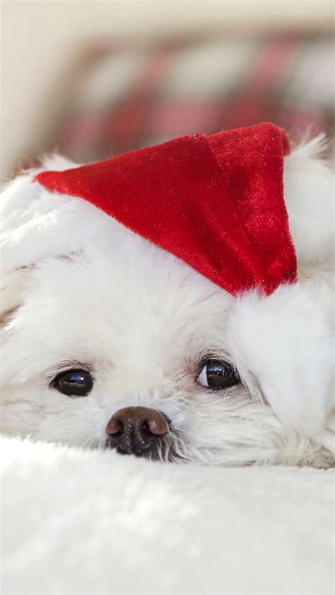 Download 720x1280 Wallpaper Cute White Fluffy Dog Samsung Galaxy