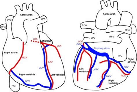 Anatomy Of The Heart And Major Coronary Vessels In Ante Open I