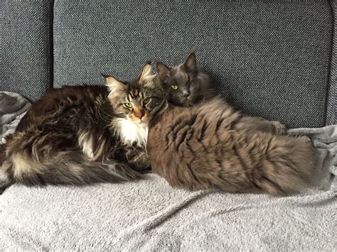 Maine coon wanted for loving home , i love cats and would be very spoilt would love the opportunity to offer a maine coon a receive the latest listings for maine coon kittens for sale uk. Pin on Maine Coon Cat