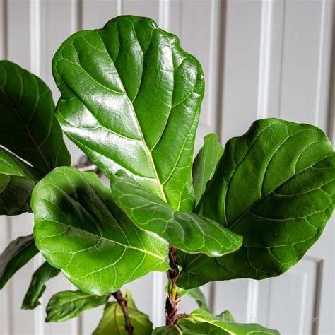 Fiddle Leaf Fig Tree Growing This Stunning Houseplant Hearth And Vine