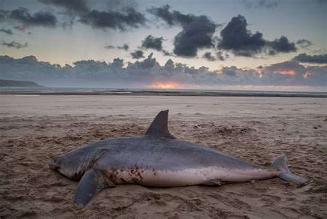 10 Ft Mako Shark Found In Wales Tracking Sharks