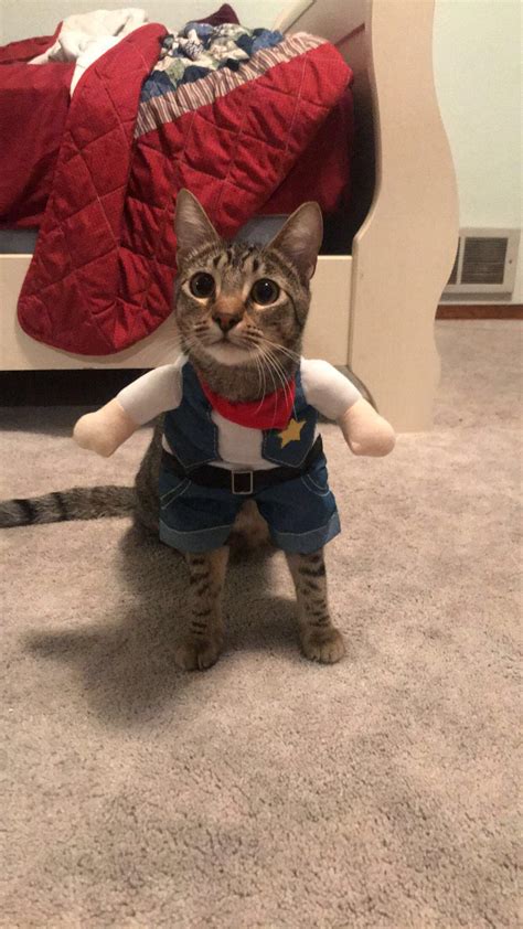 Psbattle Cat Wearing A Cowboy Costume Rphotoshopbattles