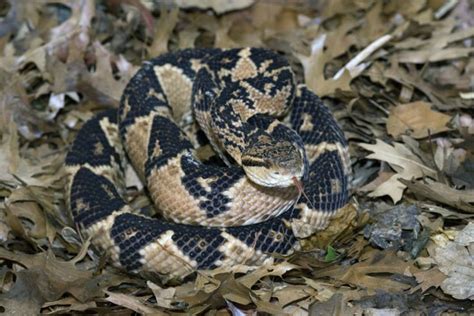 Bushmaster Lachesis Muta Native To Central And South American The