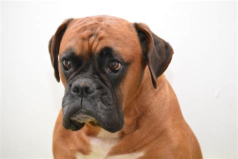 Sad Looking Boxer Dog Portrait By Meli1670