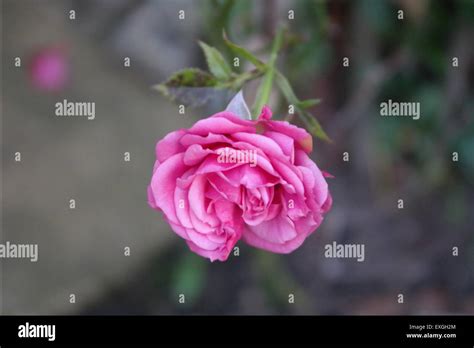 Pink Rose In Bloom Stock Photo Alamy