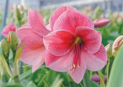 Purple Rain Amaryllis Bulbs Wholesale Pricing Colorblends