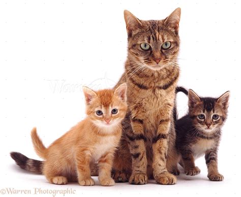 Mother Cat And Kittens Photo Wp05391
