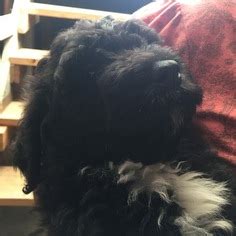Murphy is a bouvier des flandres puppy who lives in ontario canada. View Ad: Bouvier Des Flandres-Poodle (Standard) Mix Puppy ...