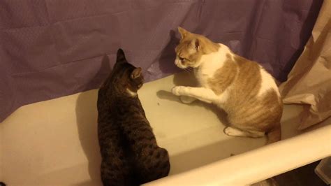 Bathtub Cats War Youtube