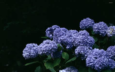 40 Hydrangea Desktop Wallpaper Free Wallpapersafari