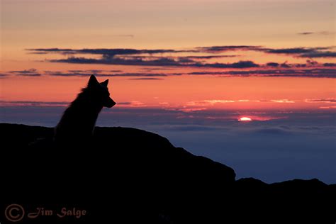 The Fox And The View From Mount Washington New Hampshire Jim Salge