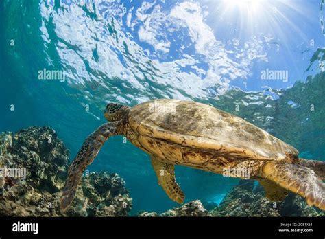 An Underwater View Of A Hawaiian Green Sea Turtle Chelonia Mydas