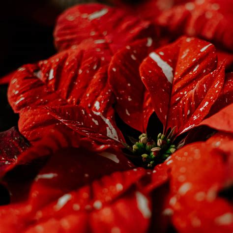 Poinsettia Red Glitter Campbells Nursery